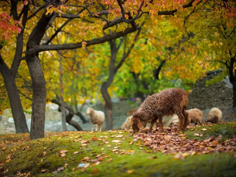 Autumn-hunza2