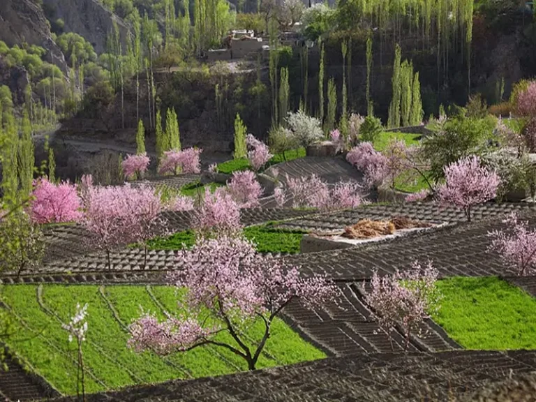 CherryBlossom-Hunza1