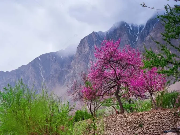 hunza-blossom-tour